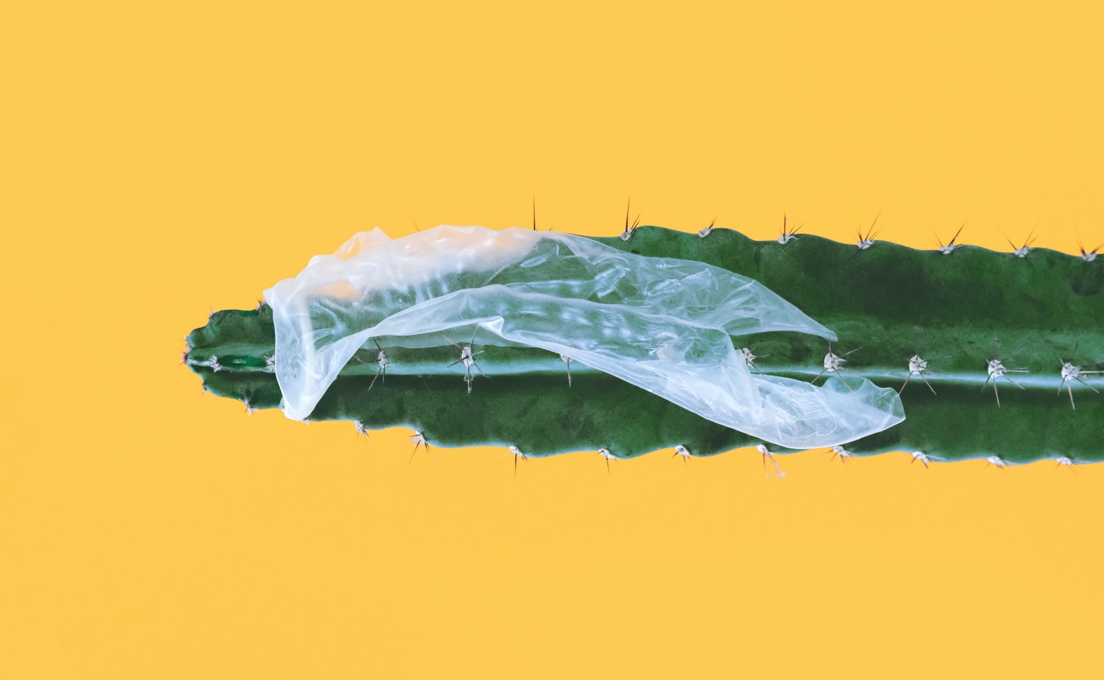 Trasig kondom fast över en kaktus